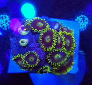 Blue & Yellow Zoas