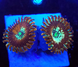 Magician Zoa Morphs