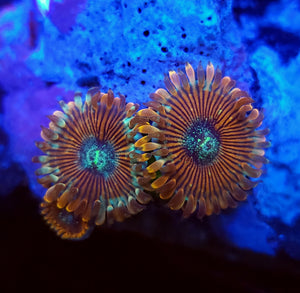 Magician Zoa Morphs