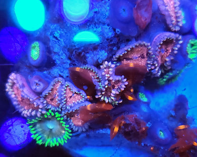 Pink Panties Zoa Combo