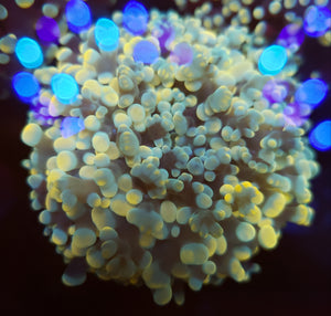 Unique Gold & Blue Tip Frogspawn
