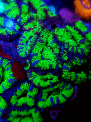 Pickle Rick Acan frag