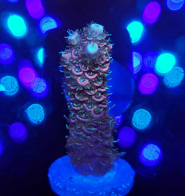 Persian Mille frag