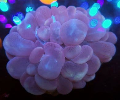 Pink Bubble Coral