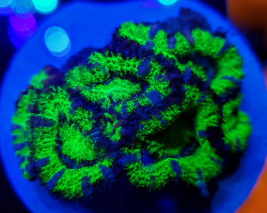Pickle Rick Acan Disk