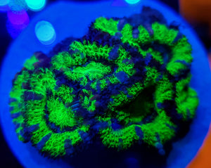 Pickle Rick Acan Disk