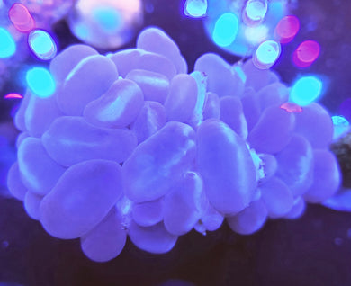 Pink Bubble Coral sm