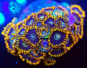 Rainbow Hornet Zoa frag