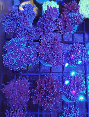 Pink Tip Purple Torch sale