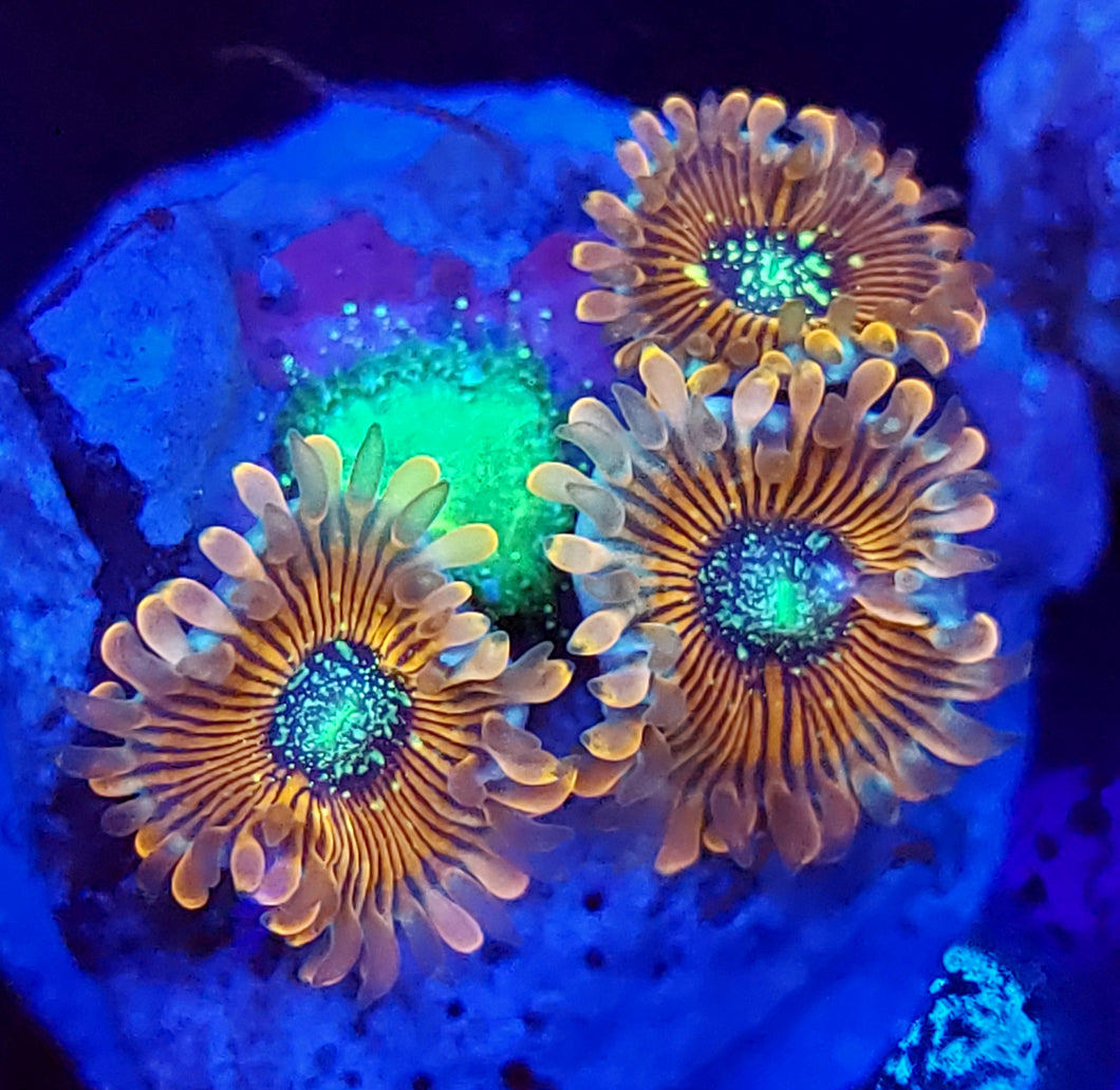 Magician Zoa Morphs