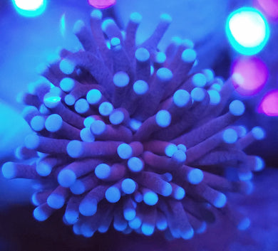 Pink Tip Purple Torch