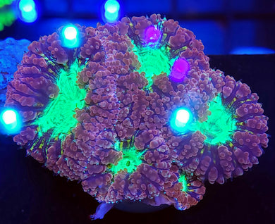 Pink & Teal Blasto Cluster