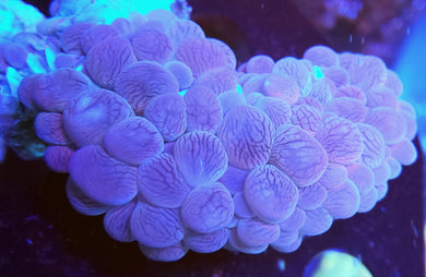 Pink Bubble Coral