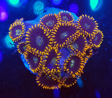 Rainbow Hornet Zoas
