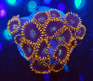 Rainbow Hornet Zoas