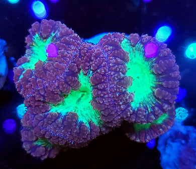Pink & Teal Blasto Cluster