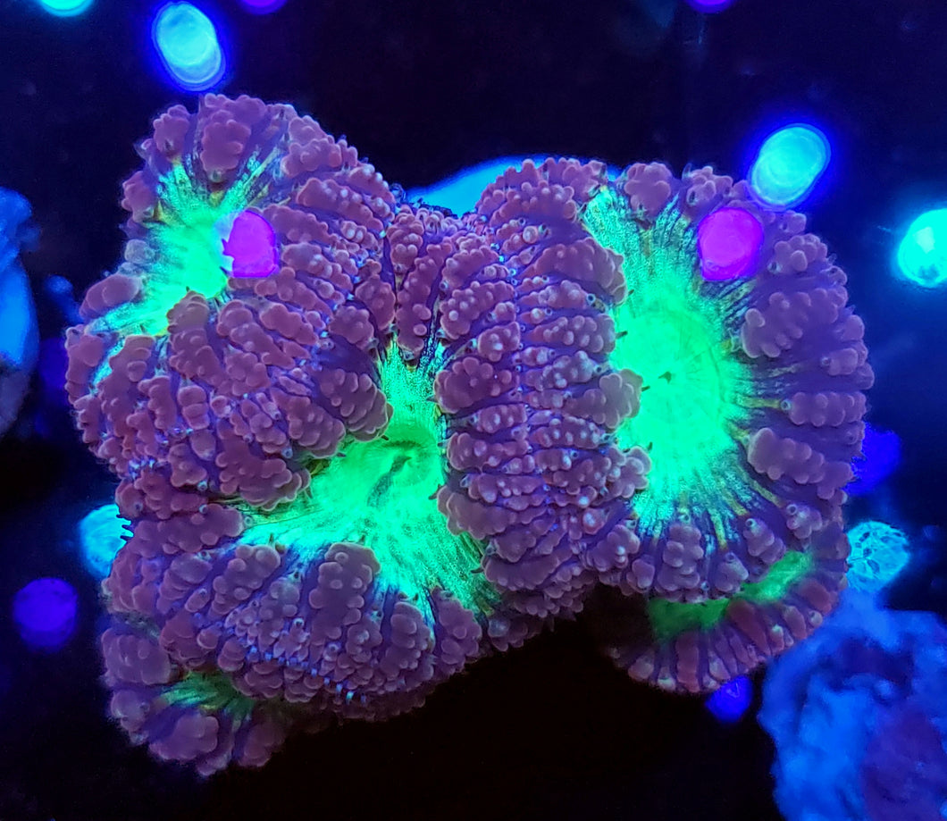Pink & Teal Blasto Cluster
