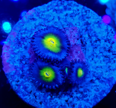 AOI Zoas