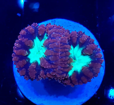 Pink & Teal Blastos