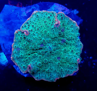 Pink Rim Bubbly Green Mushroom