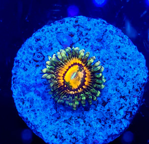 Rainbow Incinerator Zoa