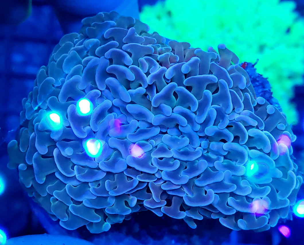 Pink Tip Green Hammer wall