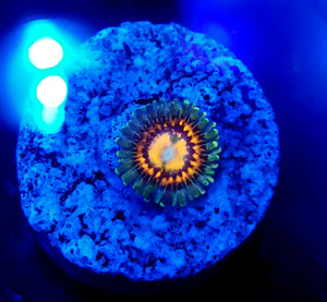 Rainbow Incinerator Zoa