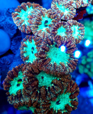 Pink & Yellow Teal Center Blasto Frag