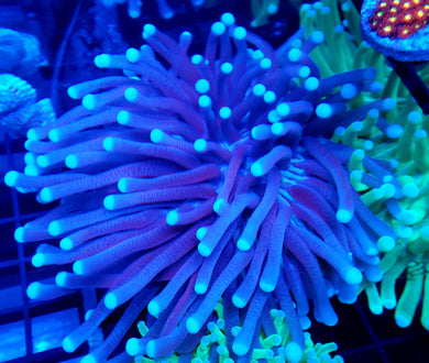 Pink Tip Purple Long Tentacle Plate Coral