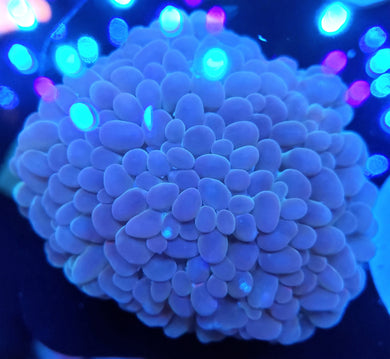 Pink Pearlescent Bubble Coral