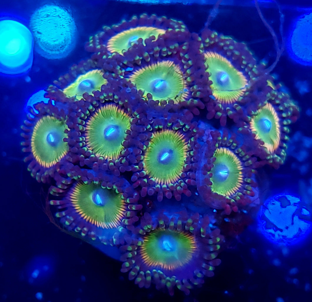 Candy Apple Zoa Morphs