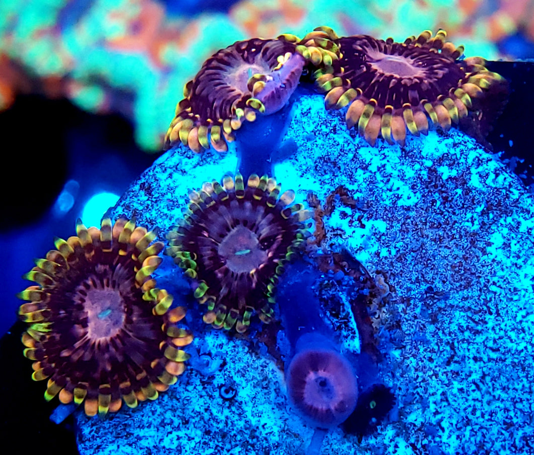 RR Koala Eye Zoa frag 1p