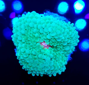 Pink Mouth Neon Ricordea Mushroom
