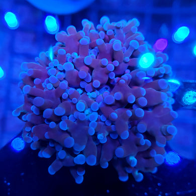 Pink Tip Purple Torch/Frogspawn Hybrid