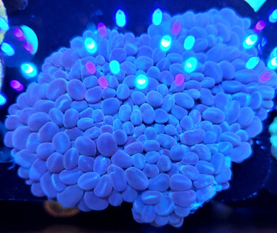 Pearl Bubble Coral