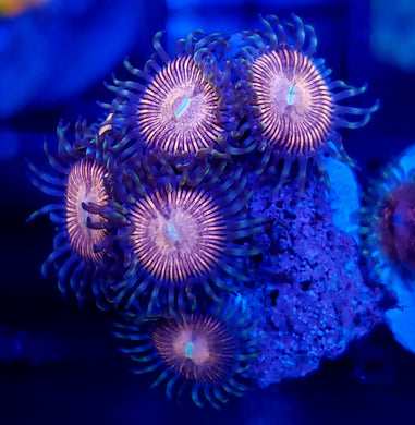 Pink Zoas