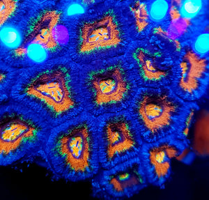 Rainbow Hurricane Acan frag