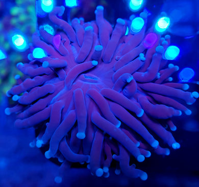Pink Tip Purple Frog/Torch Hybrid