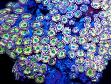 Rainbow Infusion Zoa frag