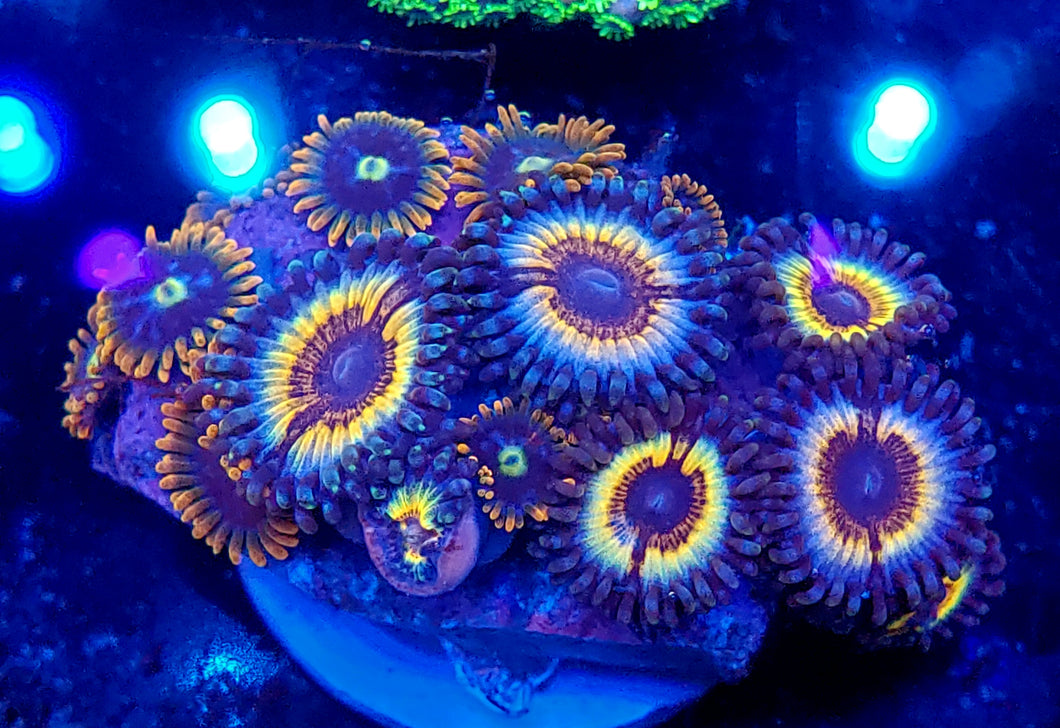 Vamps in Drag Zoa Combo