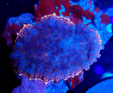 Phantom Rhodactis Mushroom