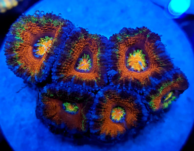 Rainbow Hurricane Acan Disk