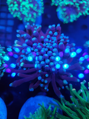 Pink Tip Neon Ring Purp Torch
