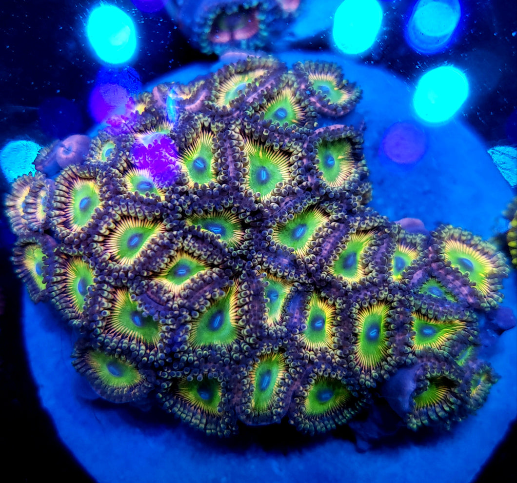 Savage Candy Apple Zoa frag