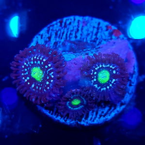 Blue Lagoon Zoa frag