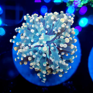 Pink Frogspawn