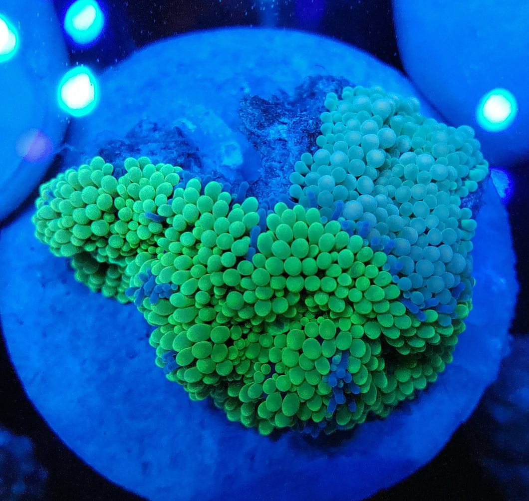 Double Neon/ Blue Ricordea Mushroom Disk