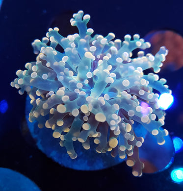 Pink Frogspawn
