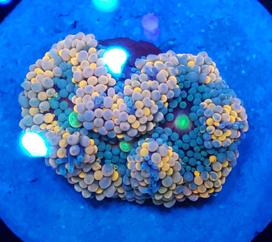 Pink Base Triple Toxic Mouth Rainbow Ricordea Mushroom Disk