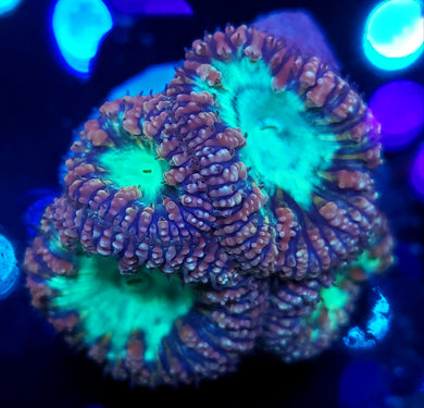 Pink & Teal Blasto Cluster